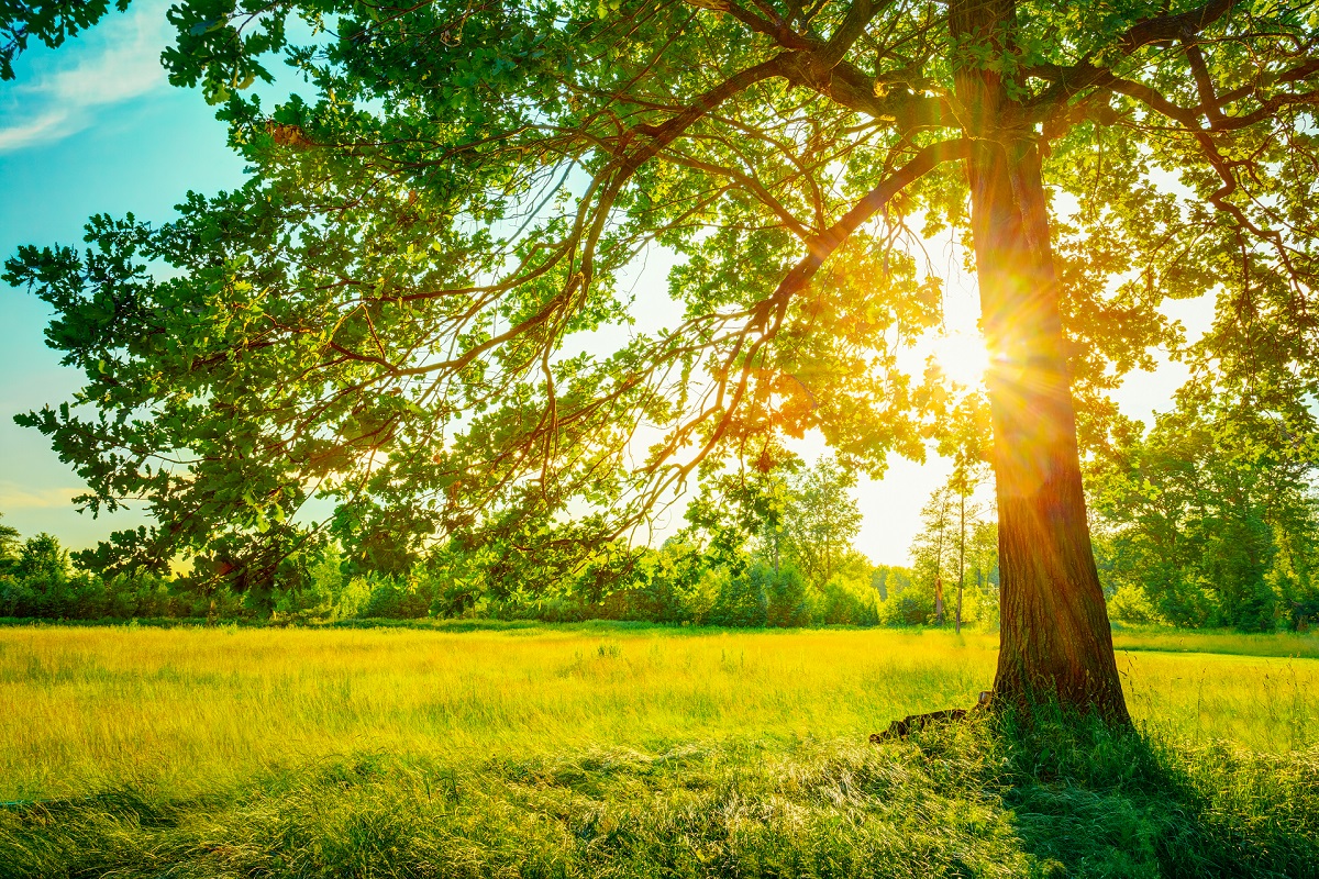 Summer Sunny Forest Trees And Green Grass. Nature Wood Sunlight